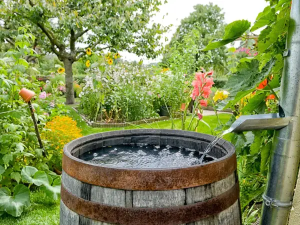 Regenwasser auffangen in einem alten Holzfass im blühenden Garten. Ein Fallrohr leitet das Wasser in das Fass.